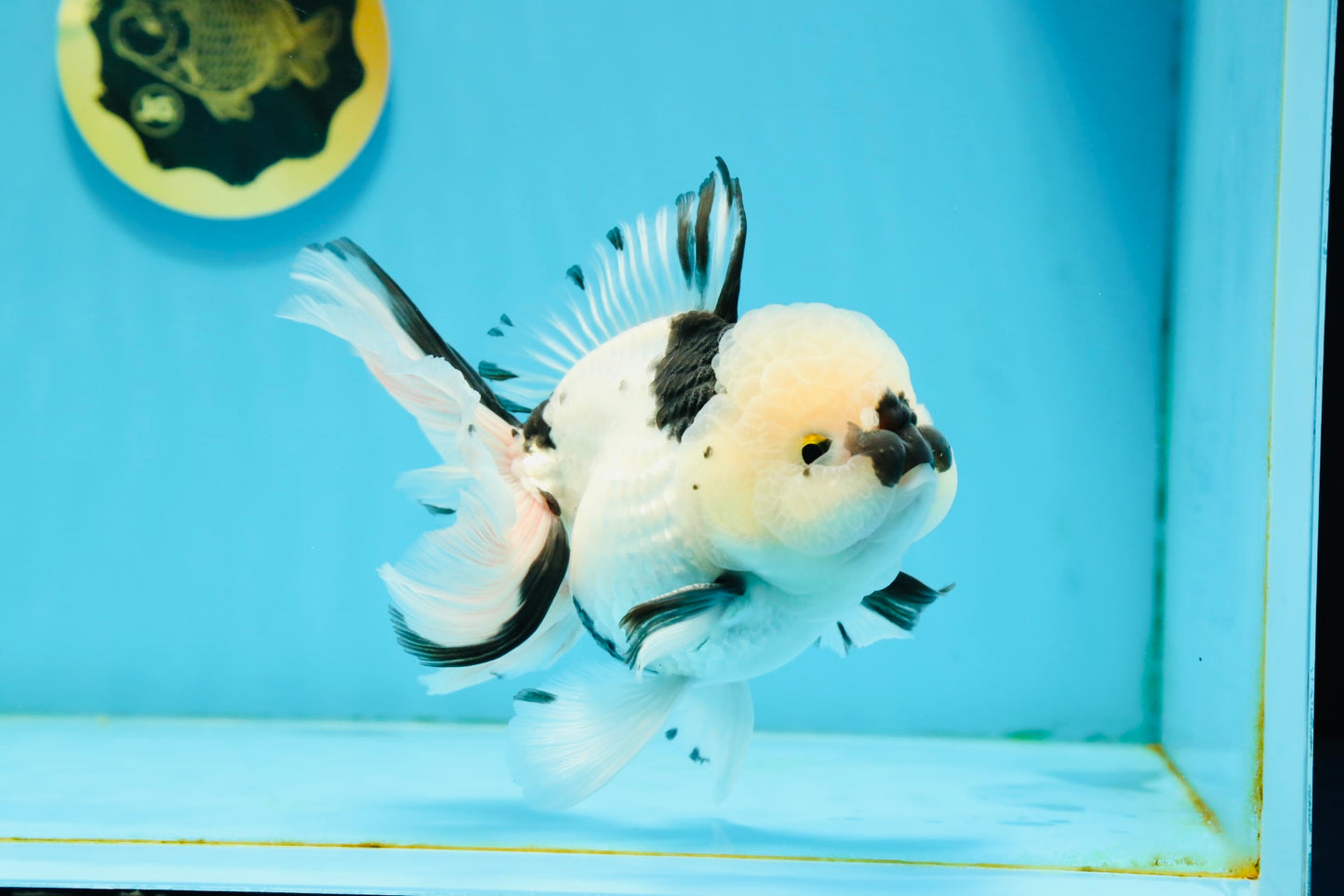 A Grade Panda Oranda Male 5.5 inches #120624OR_01