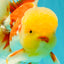 AAA Grade Red White Oranda Male 6 inches #080726OR_13