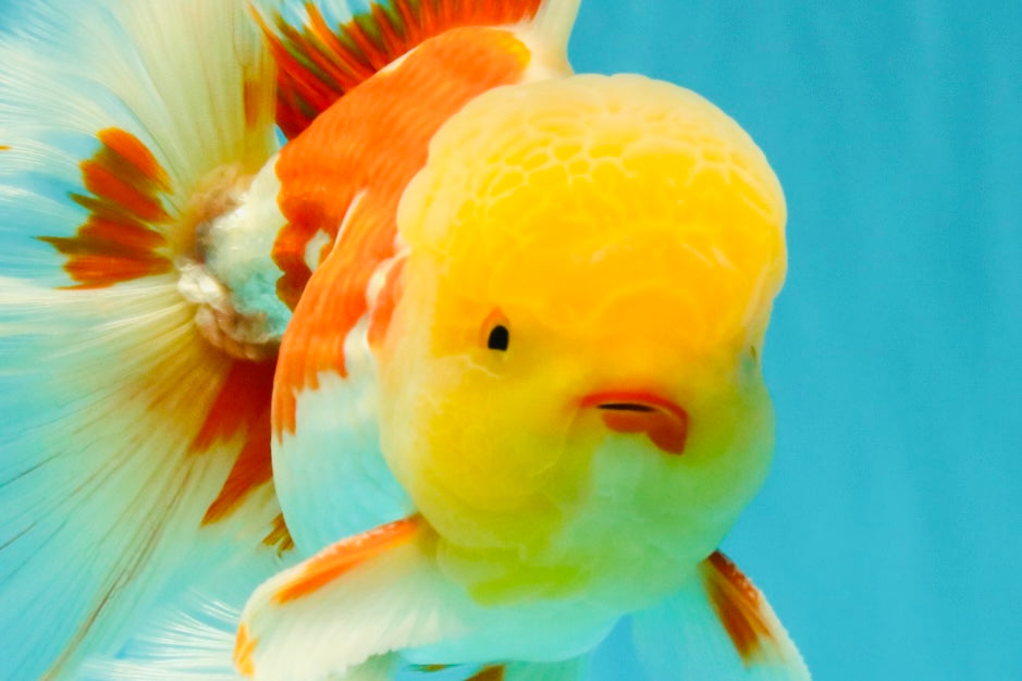 AAA Grade Red White Oranda Male 6 inches #080726OR_13