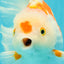 SPECIAL A Grade Red White Oranda Male 6-6.5 inches #051526OR_02