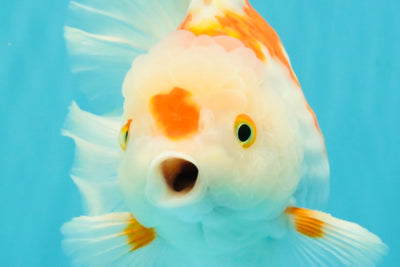SPECIAL A Grade Red White Oranda Male 6-6.5 inches #051526OR_02