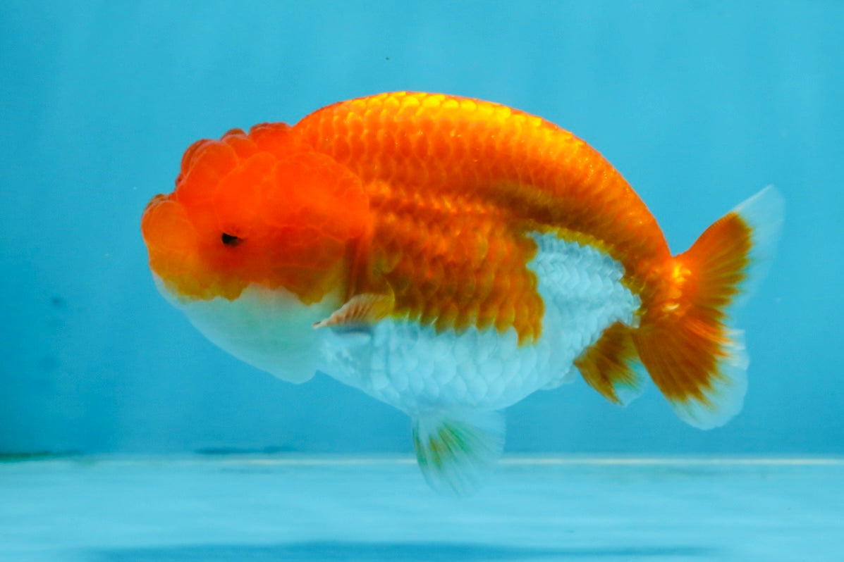 AAA Grade Red White LionQueen 4 inches #103125LC_22