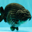 CHUBBY AAA Grade Black Blue Ranchu Female 5.5 inches #100926RC_31