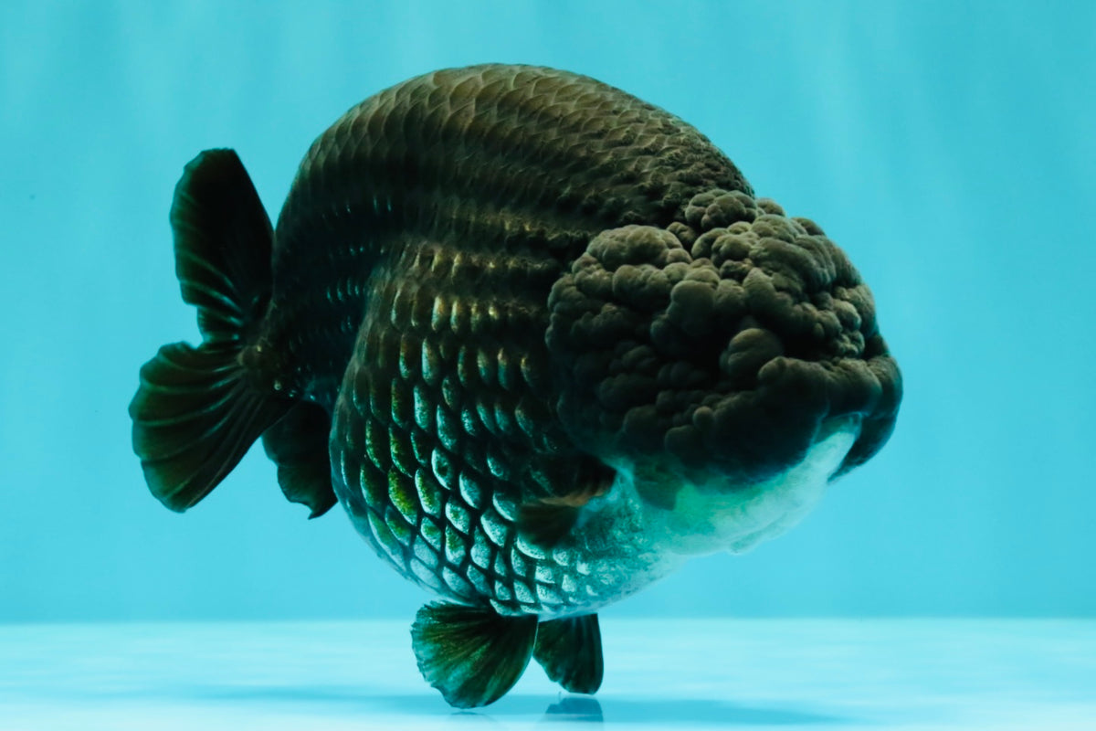 CHUBBY AAA Grade Black Blue Ranchu Female 5.5 inches #100926RC_31