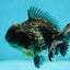 A Grade Chunky Kirin Yuanbao Male 4.5-5 inches #122024YB_10