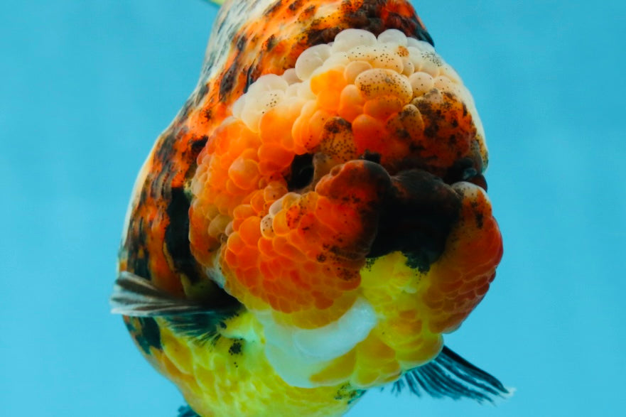 AAA Grade RARE Big Body Godzilla Calico Yuanbao Female 5-5.5 inches #051625YB_13