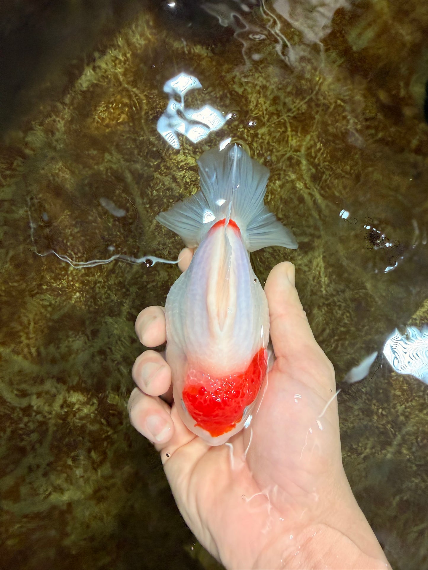 MARIO AAA Grade Red White Yuanbao Female 5 inches #121225YB_02