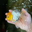 A Grade Lemonhead Oranda Male 5  inches #050925OR_43