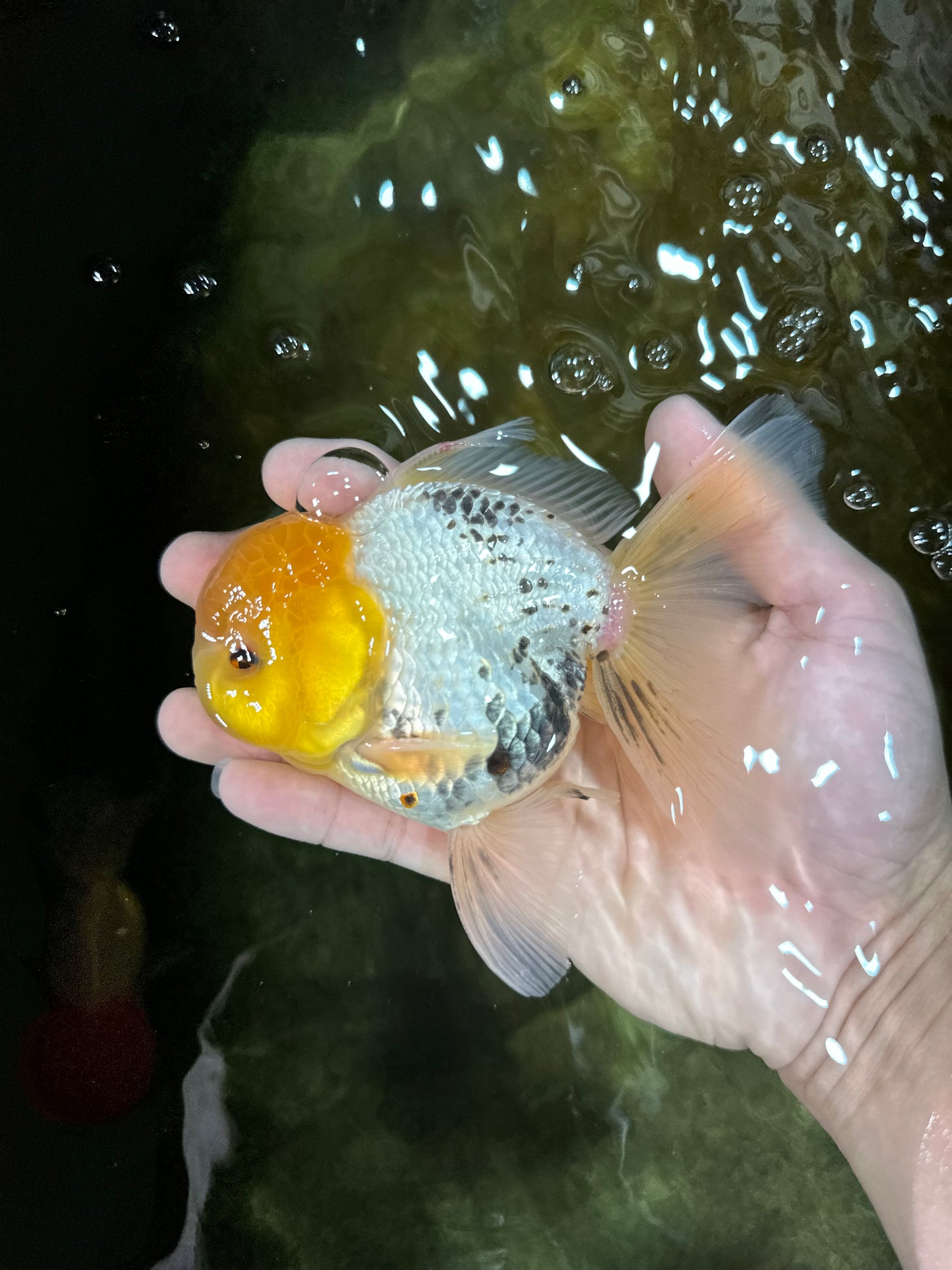 A Grade Lemonhead Oranda Male 5  inches #050925OR_43