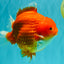 AAA Grade Strong Body Structure Red Yuanbao Male 6.5 inches #092526YB_14