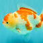 A Grade Red White Yuanbao Female 6 inches #101626YB_30