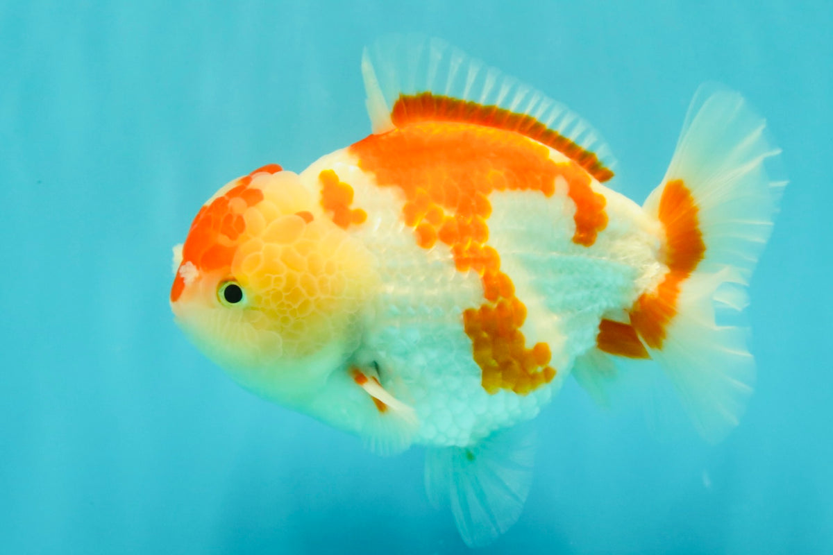 A Grade Red White Yuanbao Female 6 inches #101626YB_30