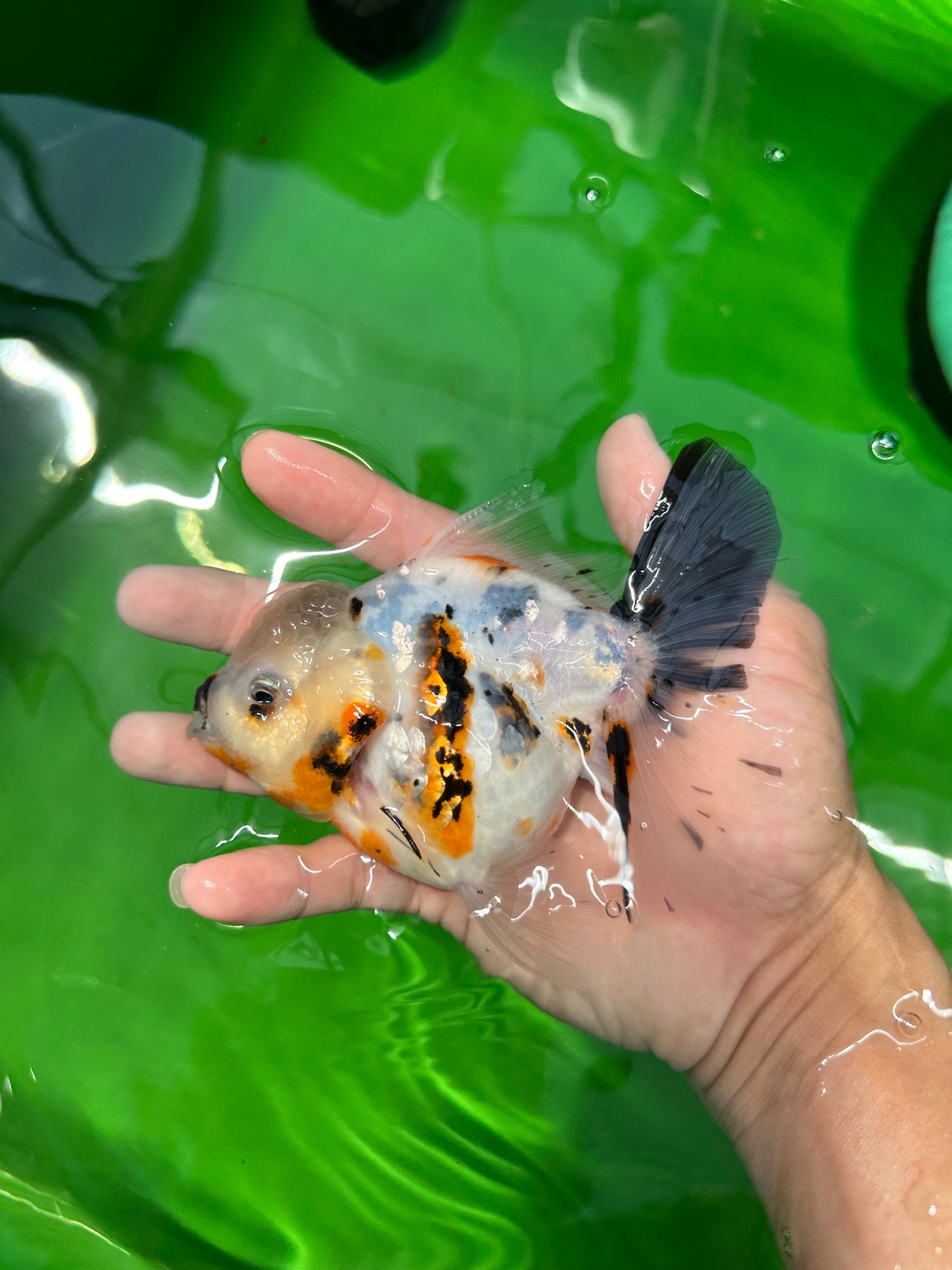 A Grade Unique Calico Oranda Female 4.5 inches #0607OR_10