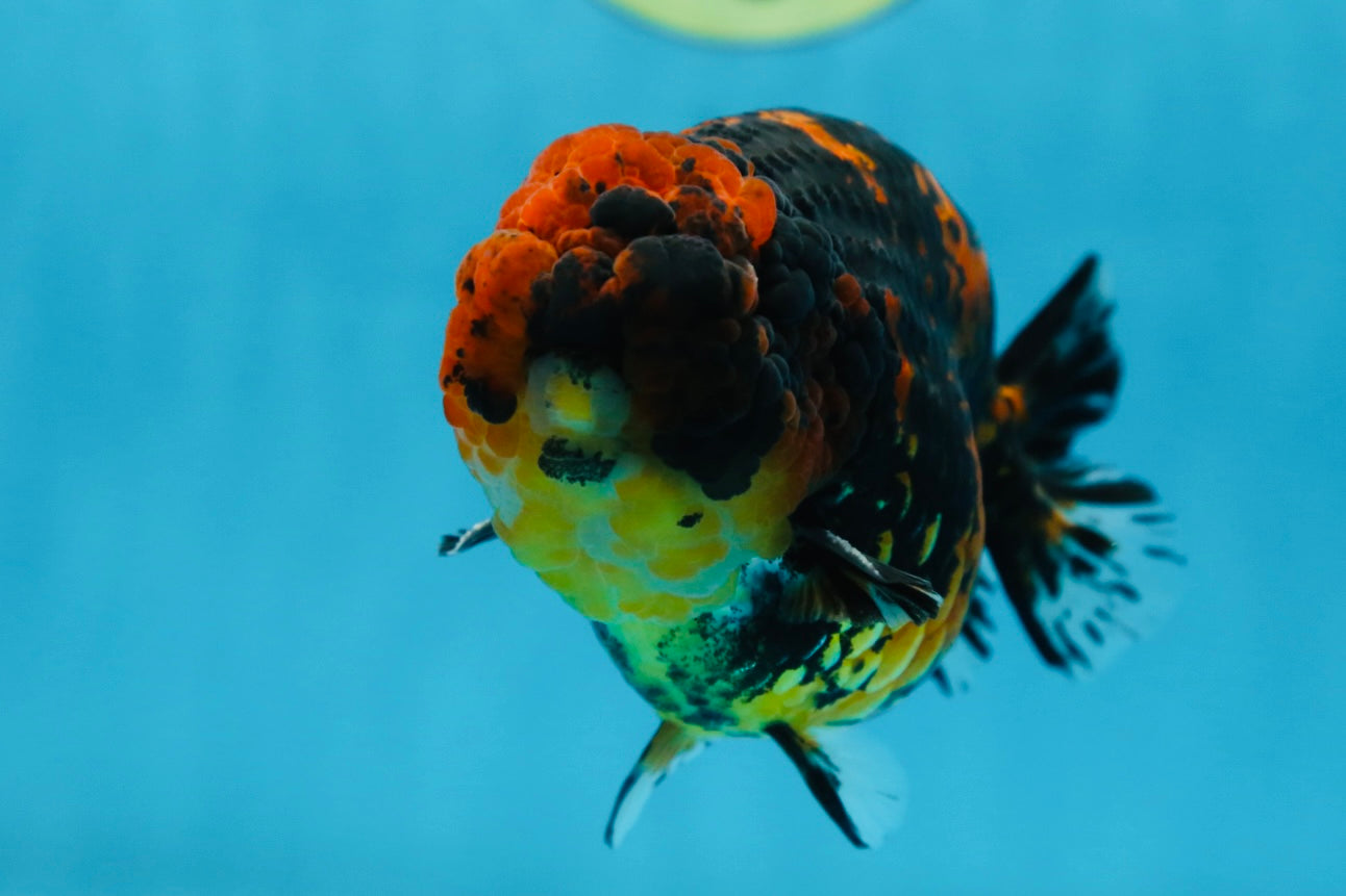 AAA Grade Tiger LionKing 5 inches #080825LC_23