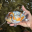 SPECIAL Calico Blue Base Ranchu Male 5.5 Inches #100226RC_20