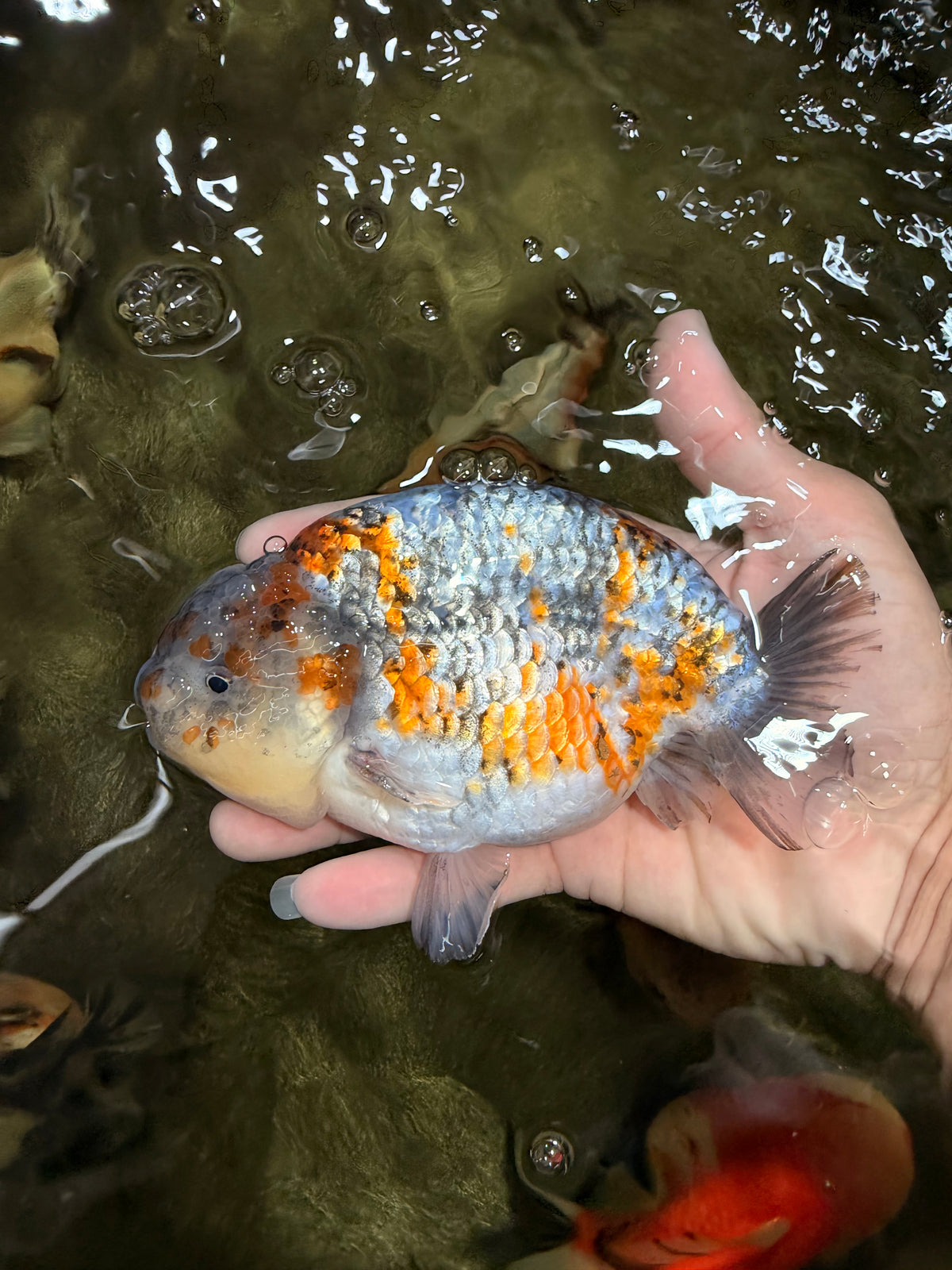 SPECIAL Calico Blue Base Ranchu Male 5.5 Inches #100226RC_20