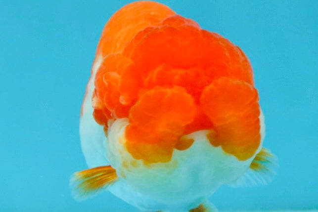 TOMATO A Grade Red White LionQueen 4-4.5 inches #032726LC_17