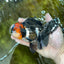 AAA Grade Tricolor Oranda Male 5.5 inches #052325_11