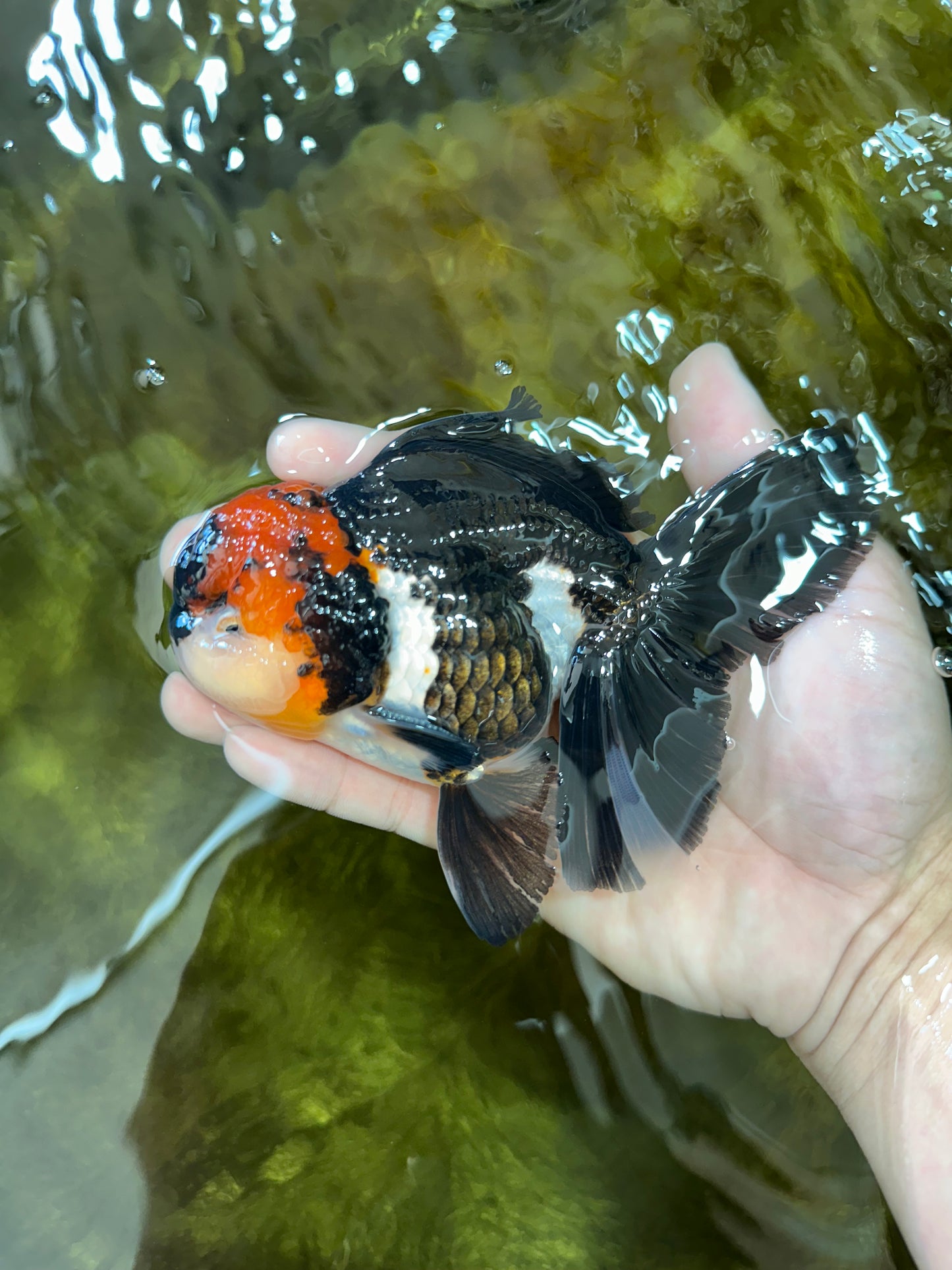 AAA Grade Tricolor Oranda Male 5.5 inches #052325_11