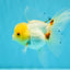SUNNY White Oranda Female 5-5.5 inches #041026OR_08