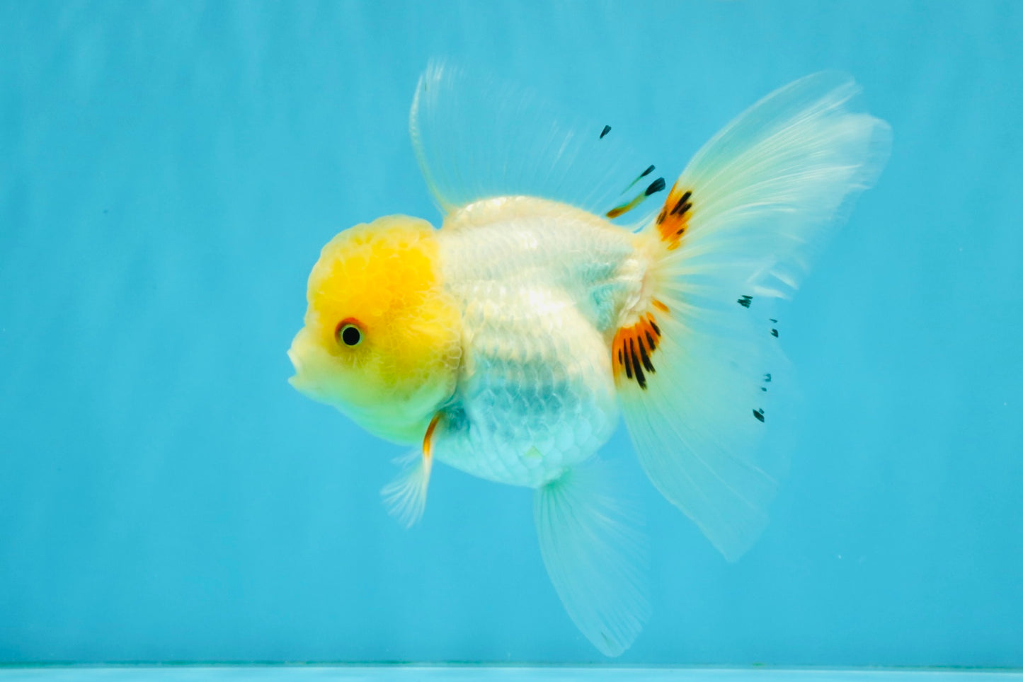 SUNNY White Oranda Female 5-5.5 inches #041026OR_08