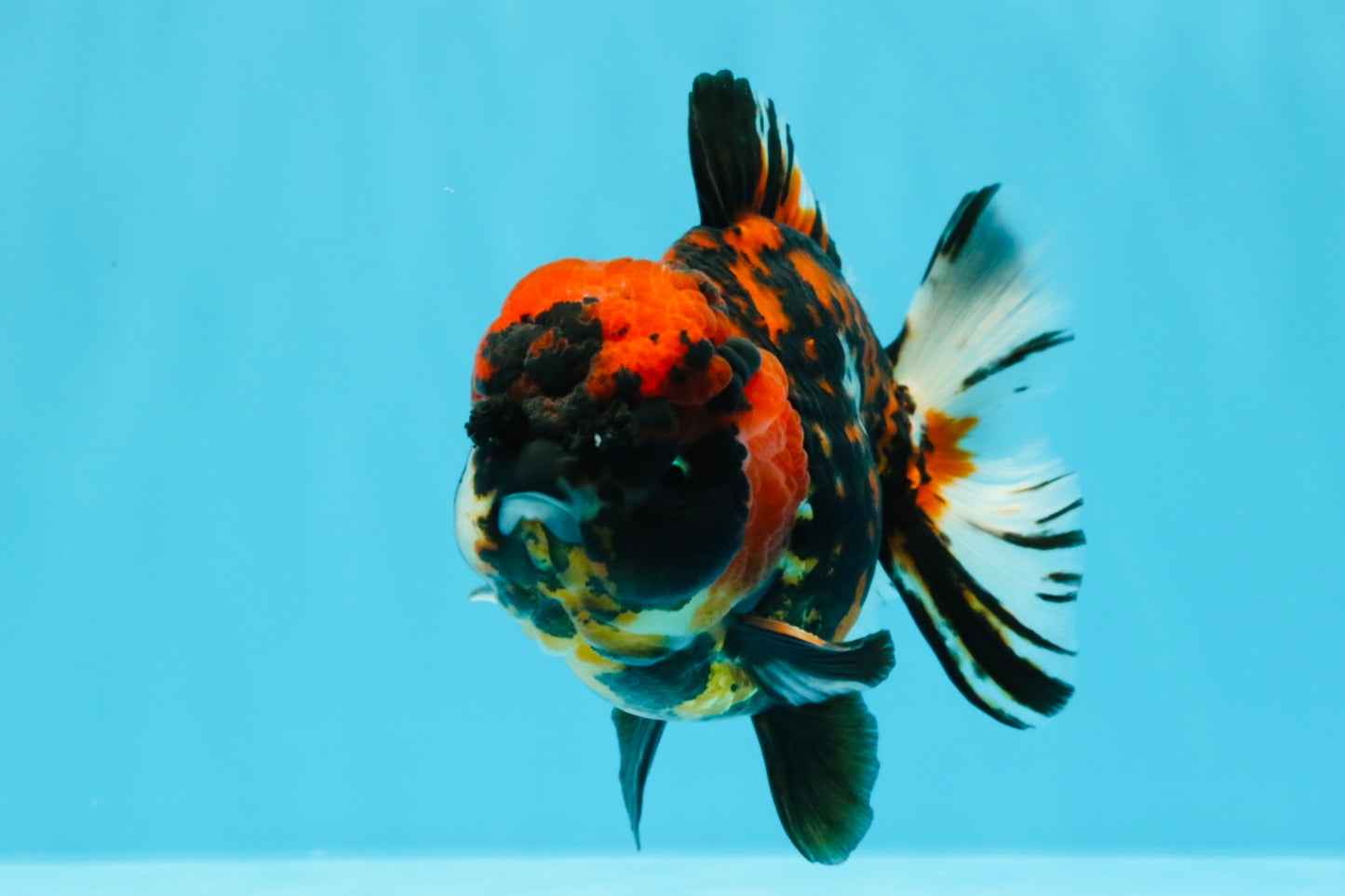 Tiger Yuanbao Male 4.5-5 inches #022726YB_06