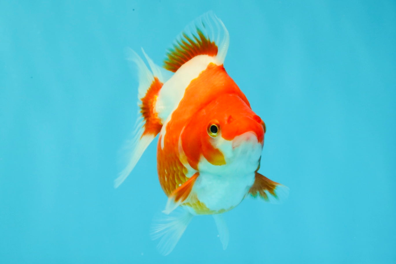 A Grade Red White Ryukin Female 4.5 inches #031326RK_32