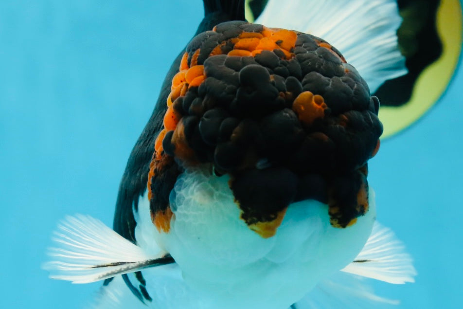 A Grade Tricolor Oranda Male 6.5 inches #060625OR_17
