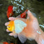A Grade White Oranda Male 5.5-6 inches #080726OR_11