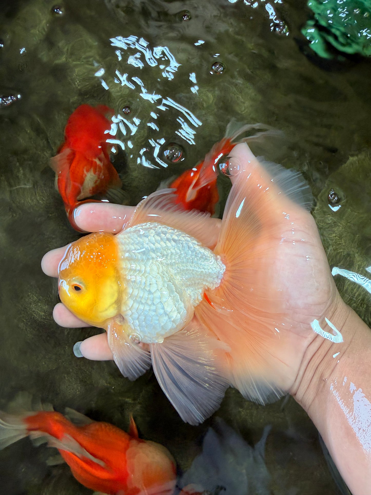 A Grade White Oranda Male 5.5-6 inches #080726OR_11