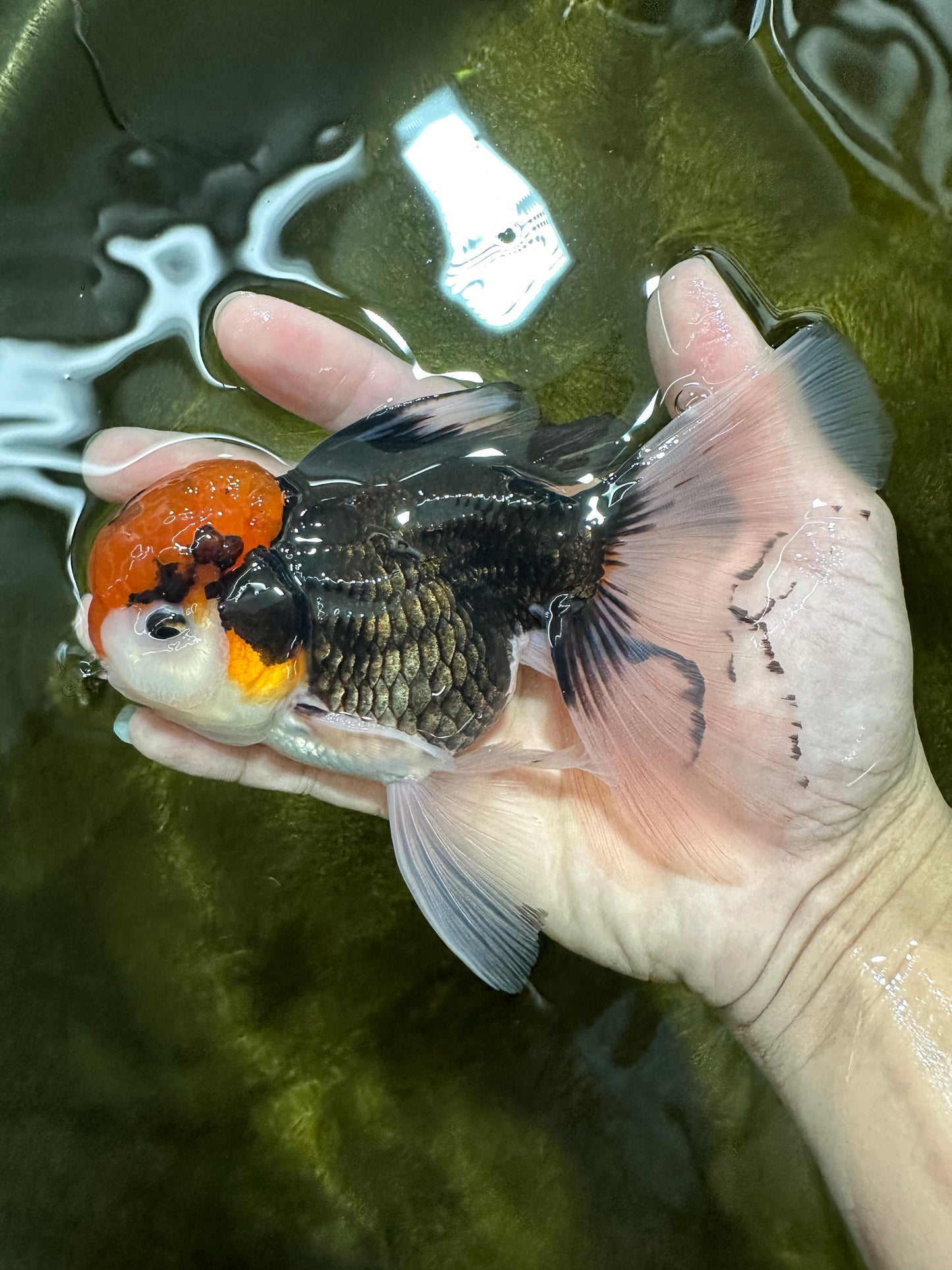 A Grade Red Head Tricolor Oranda Male 5.5 inches #112224OR_10