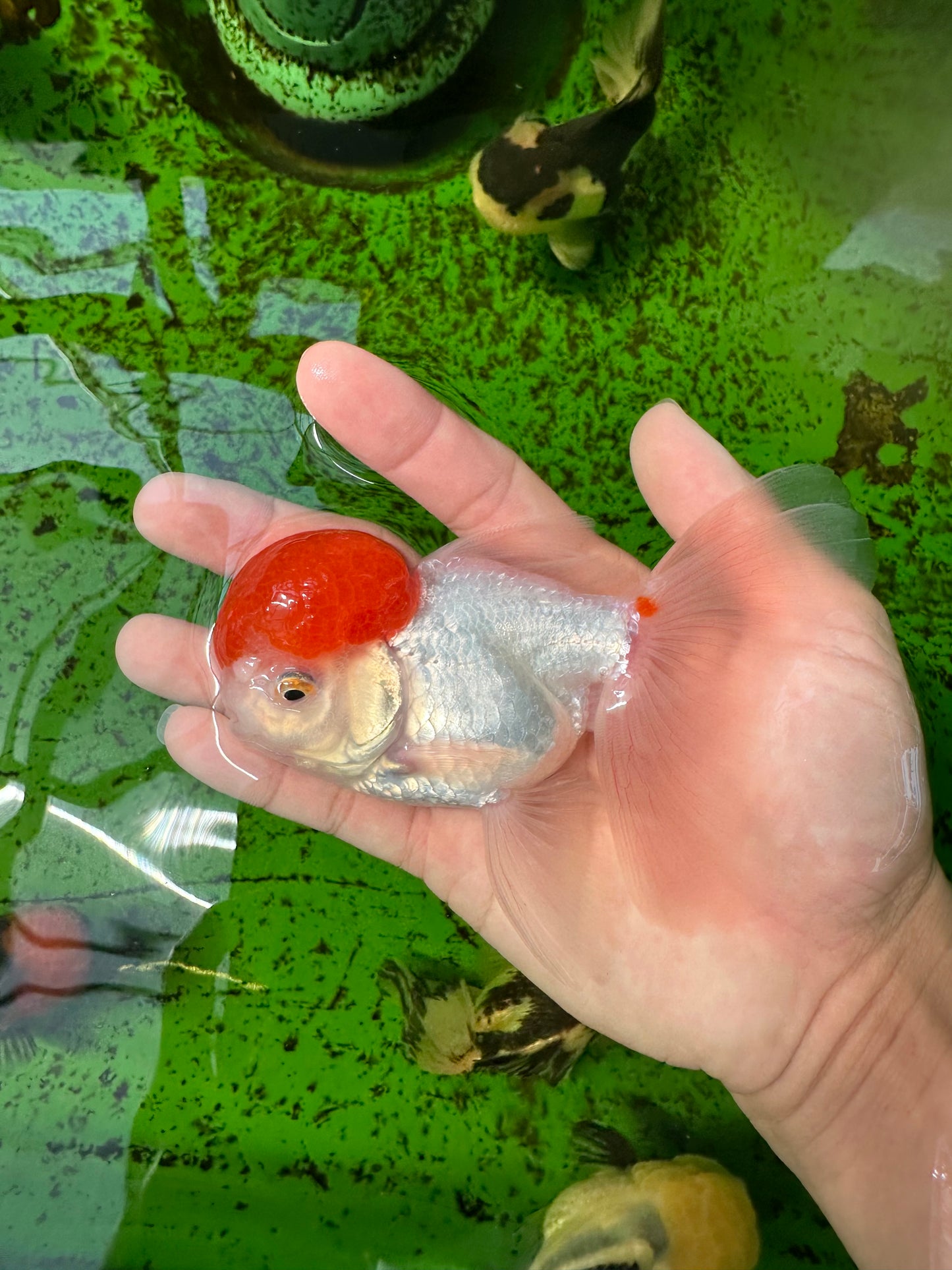 Red Cap Oranda Male 4.5 inches #0920OR_22