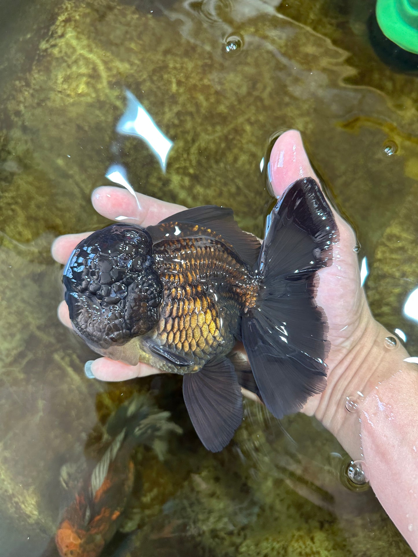 AAA Grade Godzilla Black Oranda Male 5.5 inches #100325OR_11