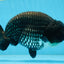 AAA Grade CHONKY Black Blue LionKing 5.5 inches #090525LC_05