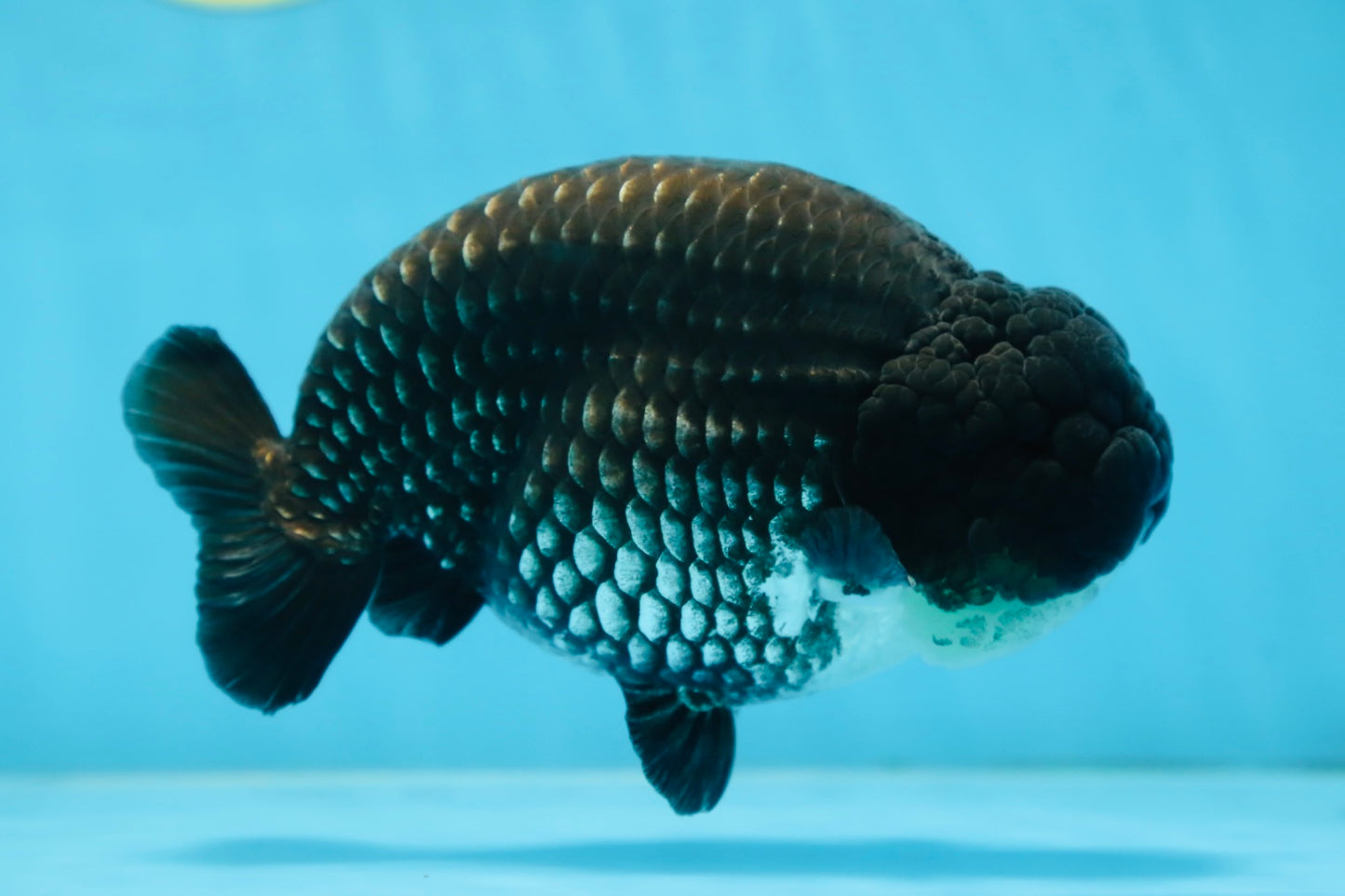 AAA Grade CHONKY Black Blue LionKing 5.5 inches #090525LC_05