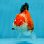 A Grade Tricolor Yuanbao Male 4.5 inches #103125YB_02