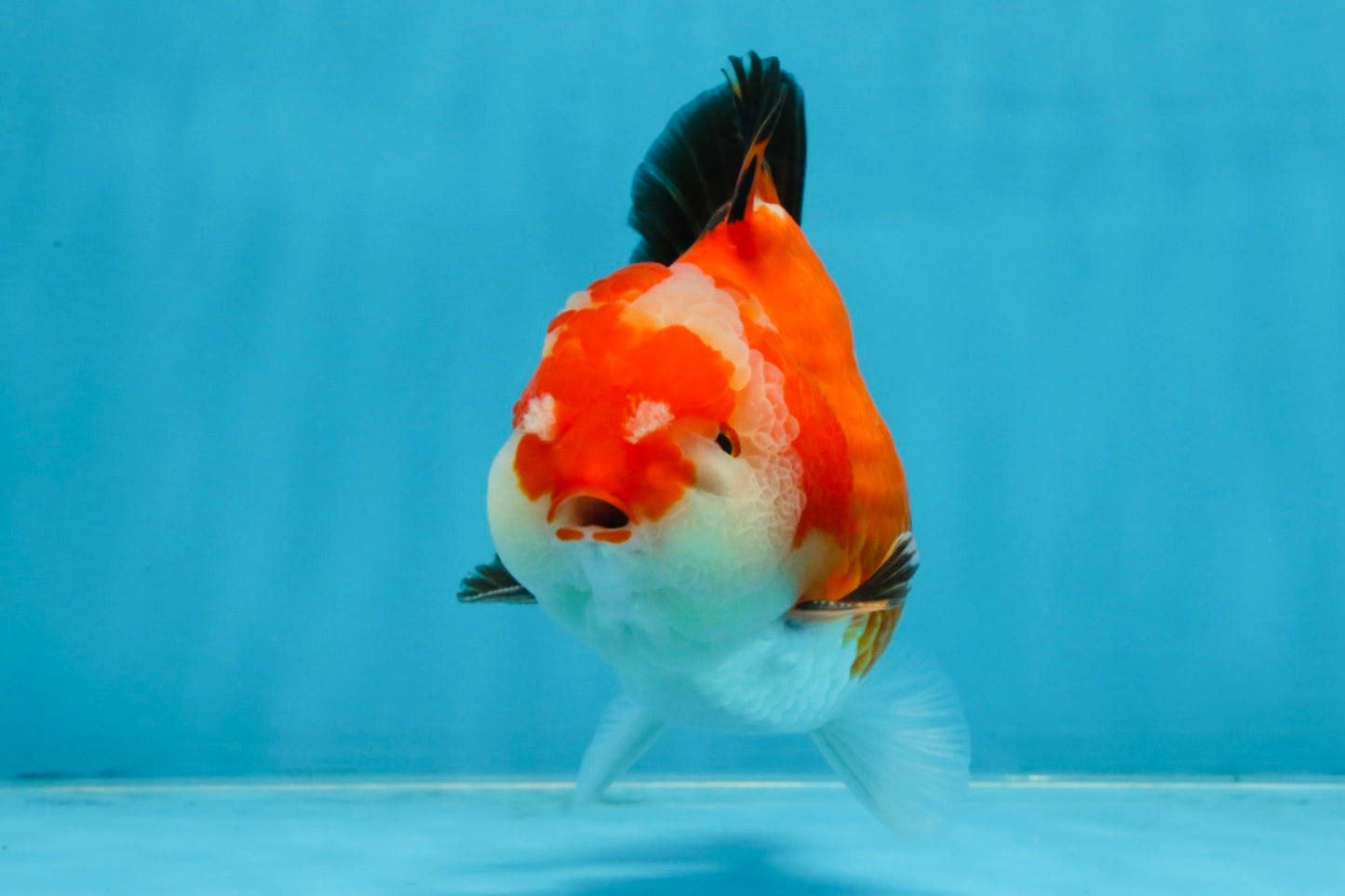 A Grade Tricolor Yuanbao Male 4.5 inches #103125YB_02