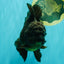 GODZILLA AAA Grade Black Oranda Male 6.5-7 inches #101626OR_18