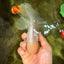 MASHMALLOW A Grade White Oranda Male 5.5-6 inches #091826OR_05