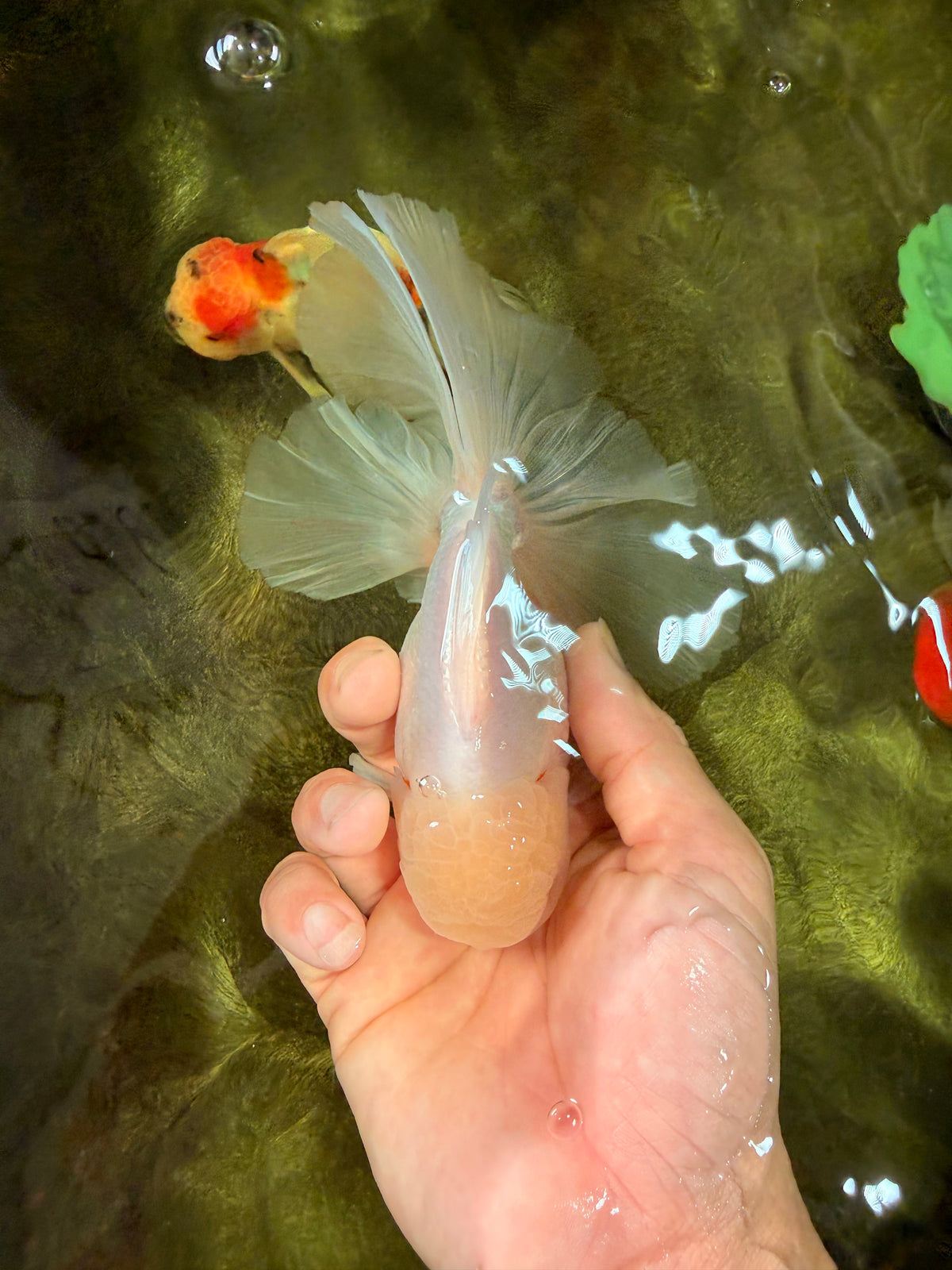 MASHMALLOW A Grade White Oranda Male 5.5-6 inches #091826OR_05