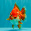 ADORABLE A Grade Red White Yuanbao Female 5 inches #071026YB_22