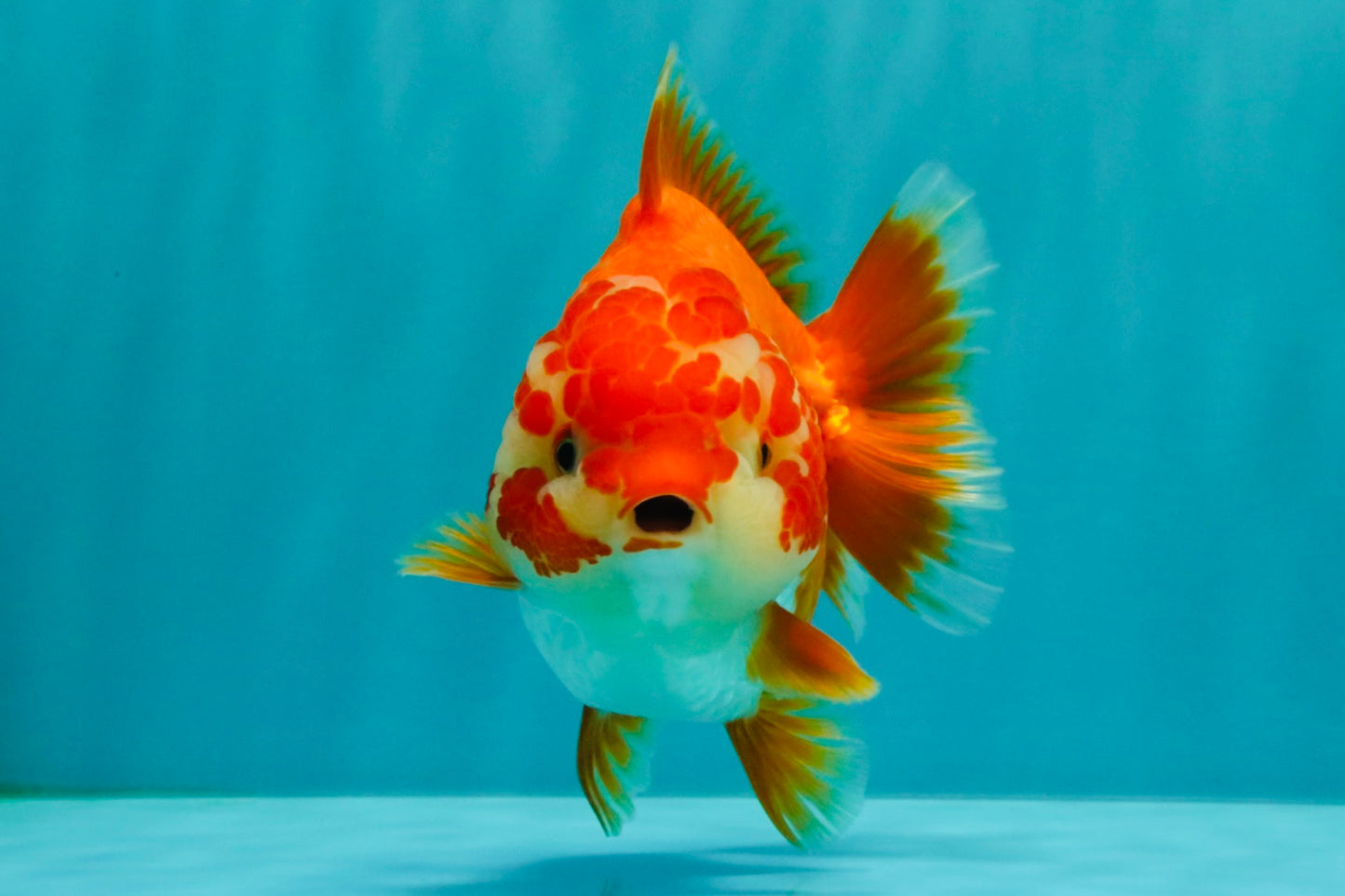 ADORABLE A Grade Red White Yuanbao Female 5 inches #071026YB_22