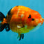 Sakura Chinese Ranchu Female 4.5-5 inches #120525RC_07