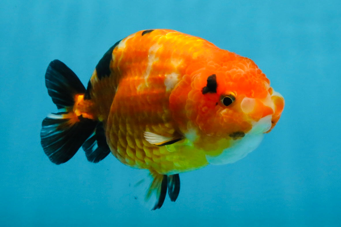 Sakura Chinese Ranchu Female 4.5-5 inches #120525RC_07