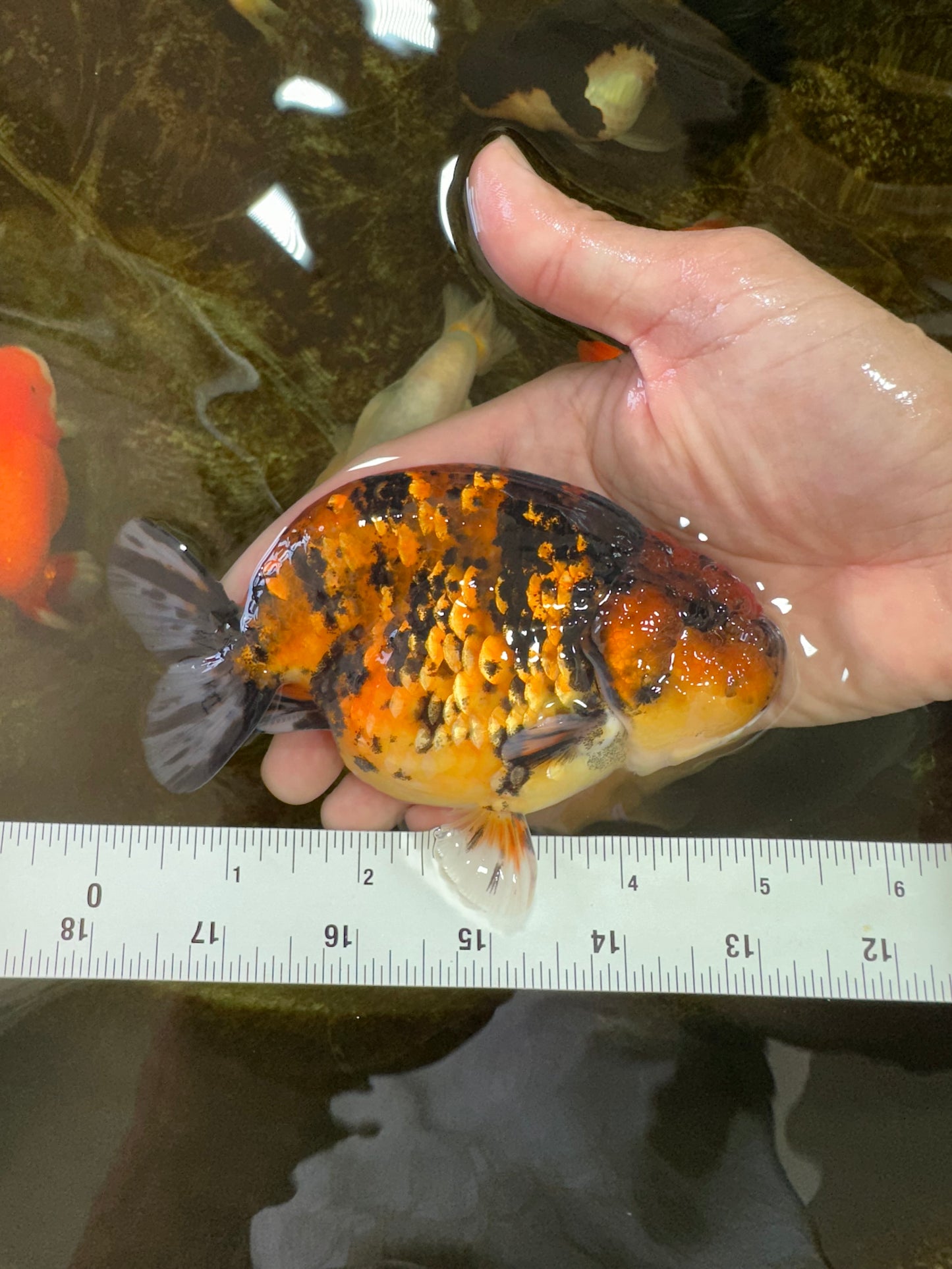 AAA Grade Tiger LionKing 5 inches #070425LC_05