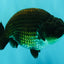 SPECIAL AAA Grade Strong Body Structure Black Cooper Ranchu Male 4.5 inches #061926RC_08