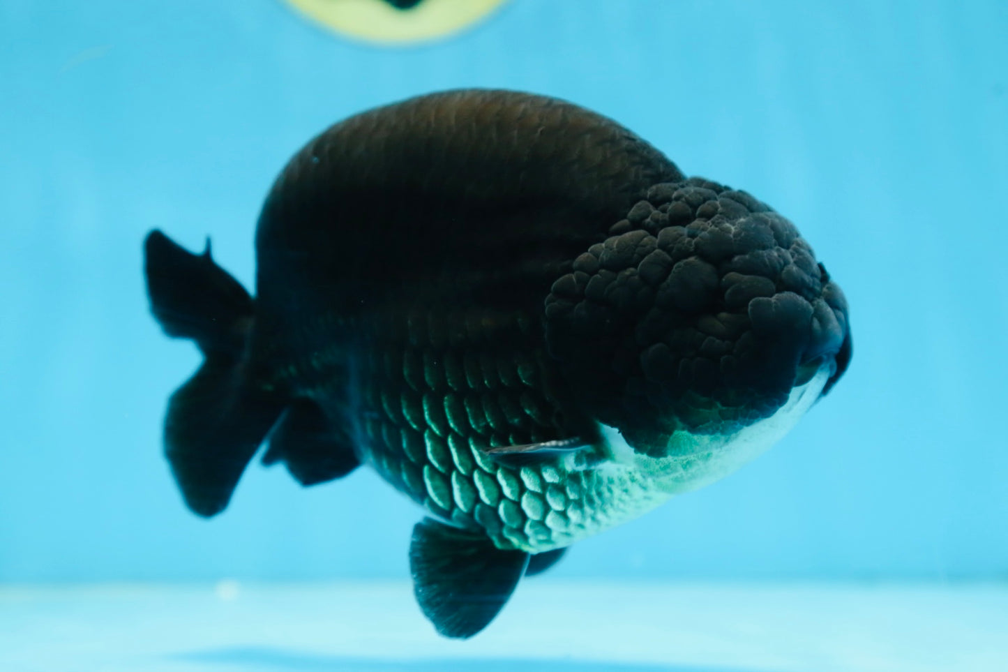 AAA Grade SPECIAL Kingkong Black Ranchu Male 5.5-6 inches #091225RC_03