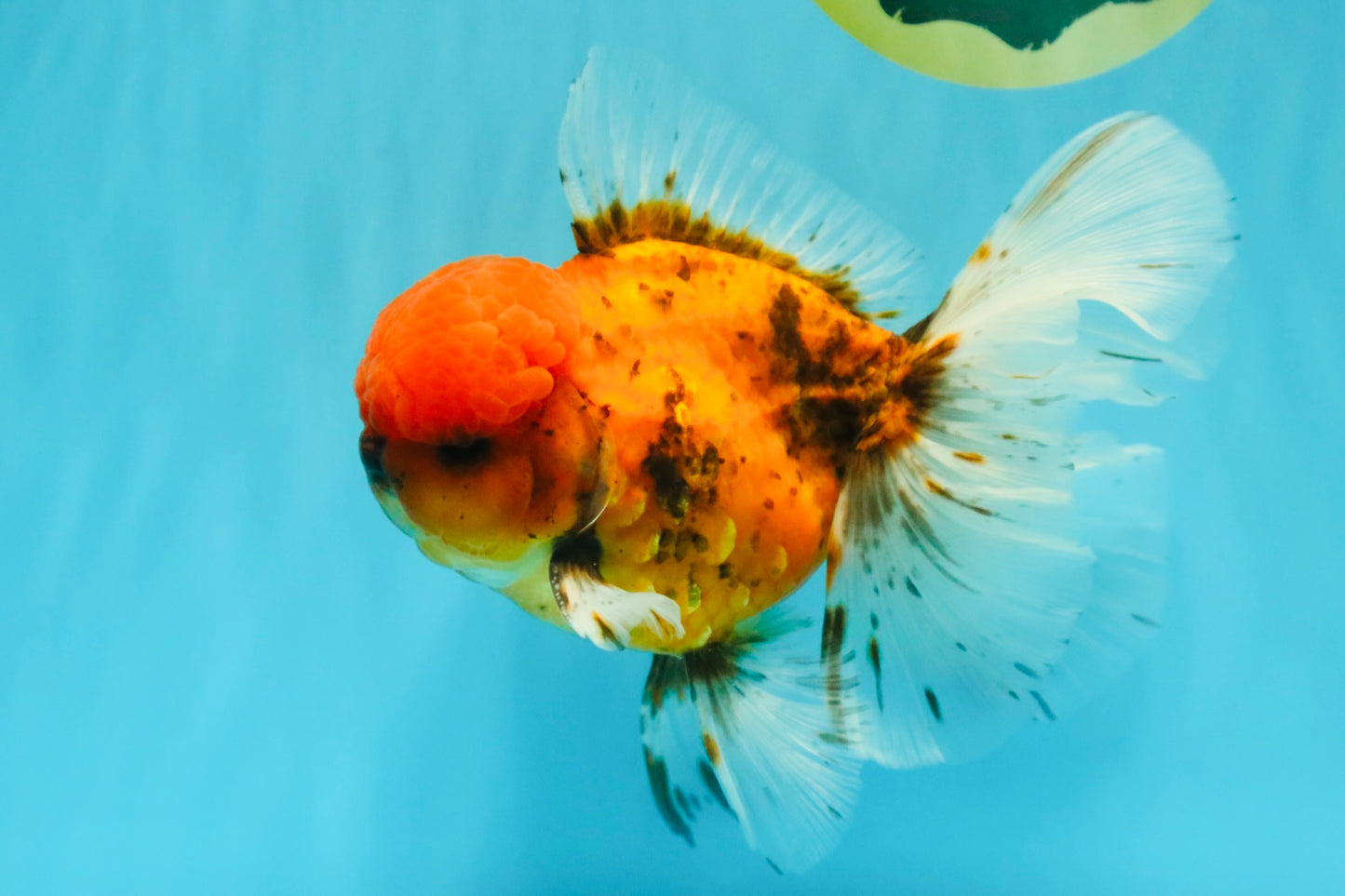 AAA Grade Sakura Long Tail Oranda Male 6.5 inches #030626OR_07