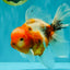 A Grade Sakura Oranda Male 6.5 inches #082126OR_13