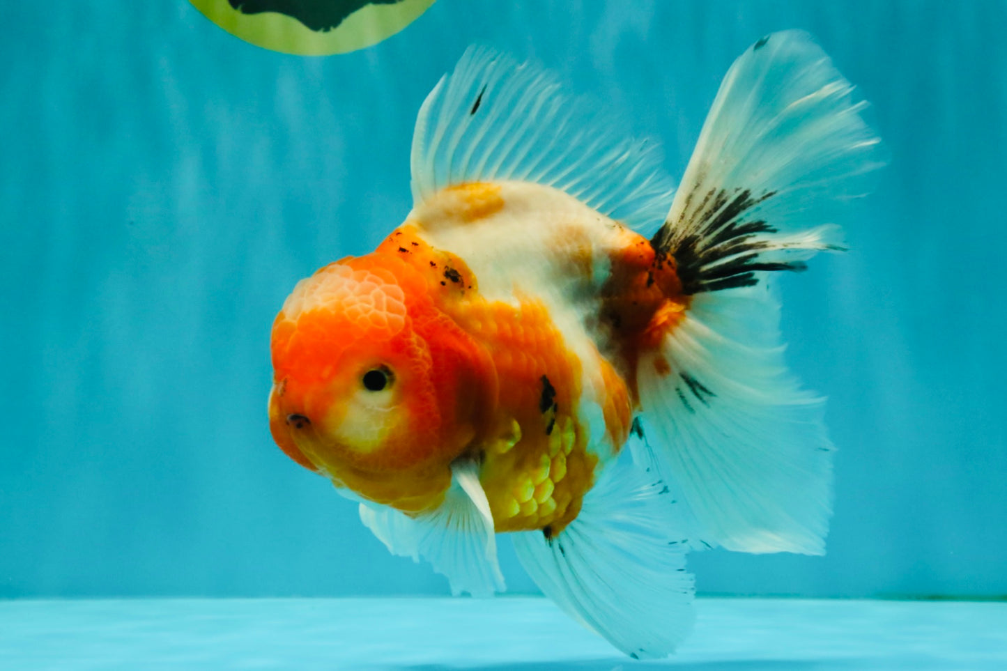 A Grade Sakura Oranda Male 6.5 inches #082126OR_13